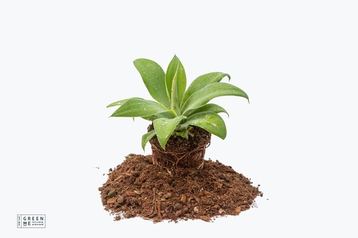 [TR-12.0-1201] Agave attenuata  - מגש 12.0  (6 יח׳)