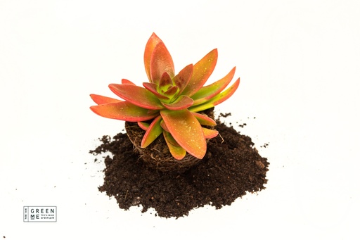 [TR-5.5-1701] Crassula Campfire  - מגש 5.5  (20 יח׳)