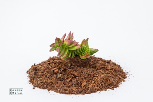 [TR-5.5-1702] Crassula corymbulosa  - מגש 5.5  (20 יח׳)