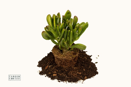 [TR-5.5-1703] Crassula Horntree  - מגש 5.5  (30 יח׳)