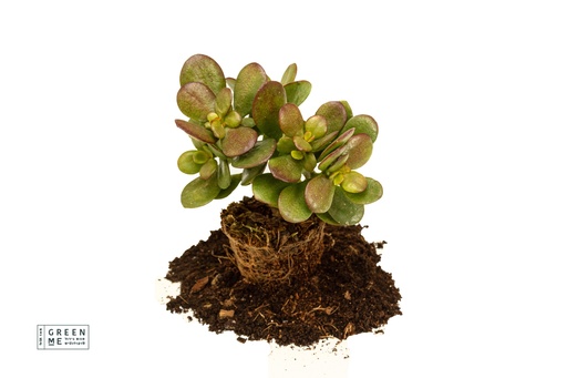 [TR-5.5-1704] Crassula Minor  - מגש 5.5  (20 יח׳)