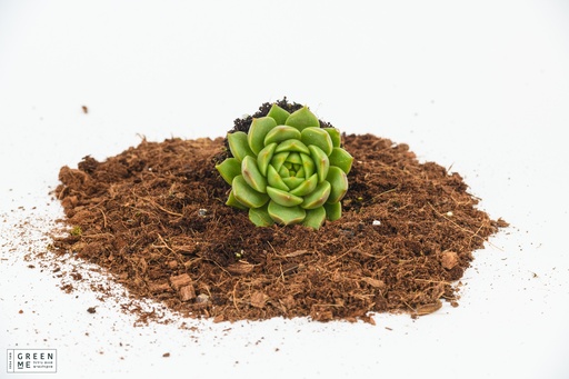 [TR-5.5-1802] Echeveria agavoides  - מגש 5.5  (20 יח׳)