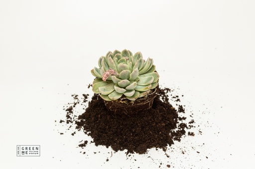 [TR-5.5-1808] Echeveria elegans  - מגש 5.5  (20 יח׳)