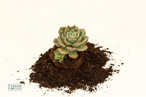 [TR-5.5-1816] Echeveria pumila x glauca  - מגש 5.5  (20 יח׳)
