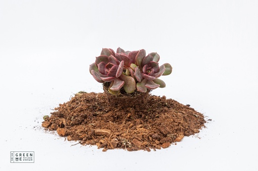 [TR-5.5-1822] Echeveria agavoides Mont  - מגש 5.5  (30 יח׳)
