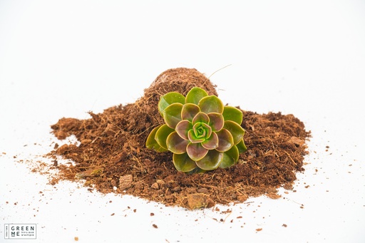 [TR-5.5-1825] Echeveria Melaco  - מגש 5.5  (20 יח׳)