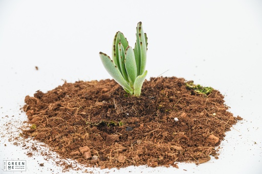 [TR-5.5-2902] Kalanchoe tomentosa  - מגש 5.5  (30 יח׳)