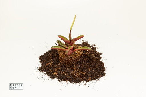 [TR-5.5-3401] Peperomia graveolens  - מגש 5.5  (20 יח׳)