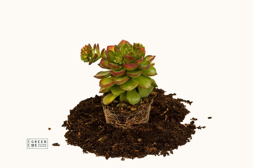 [TR-5.5-3701] Sedeveria Letizia  - מגש 5.5  (20 יח׳)