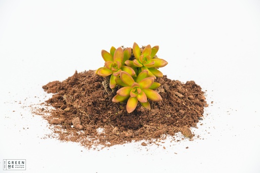 [TR-5.5-3806] sedum nussbaumerianum  - מגש 5.5  (20 יח׳)