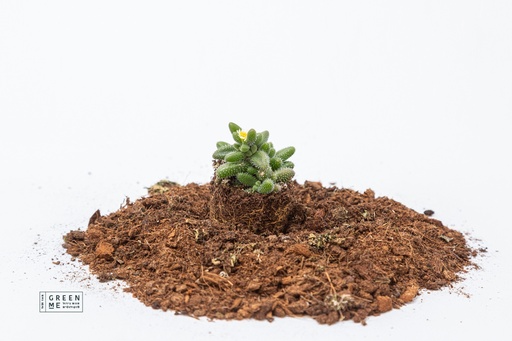 [TR-5.5-4301] Delosperma echinatum  - מגש 5.5  (20 יח׳)