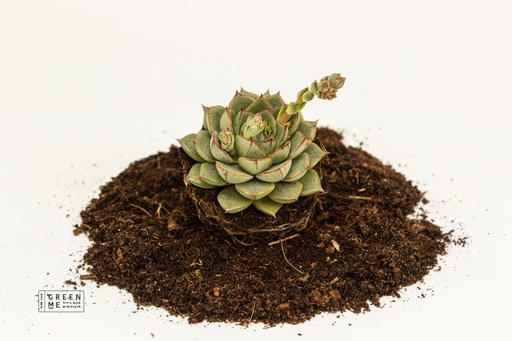 [TR-7.0-1817] Echeveria purpesorum Gliva  - מגש 7.0  (20 יח׳)