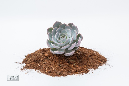[TR-7.0-1820] Echeveria subsessilis  - מגש 7.0  (20 יח׳)