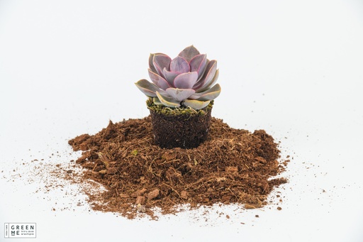 [TR-7.0-1836] Echeveria "Red Sky"  - מגש 7.0  (20 יח׳)