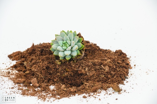 [TR-7.0-1837] Echeveria 'Estrella  - מגש 7.0  (20 יח׳)