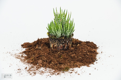 [TR-7.0-2702] Haworthia Big Band  - מגש 7.0 פרימיום (20 יח׳)