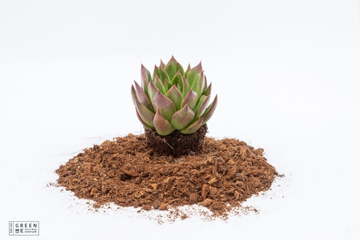 [TR-9.0-1803] Echeveria agavoides Red Shade  - מגש 9.0  (12 יח׳)