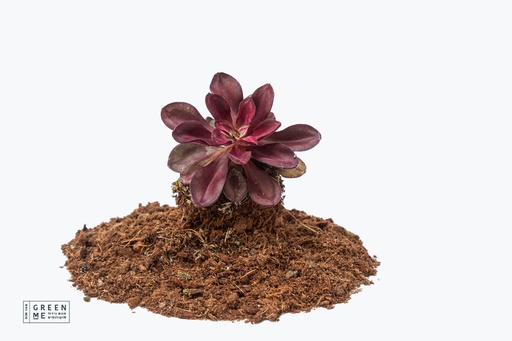 [TR-9.0-1805] Echeveria Benitsukasa  - מגש 9.0  (12 יח׳)