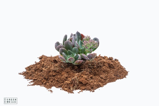 [TR-9.0-1806] Echeveria Blue Prince  - מגש 9.0  (12 יח׳)