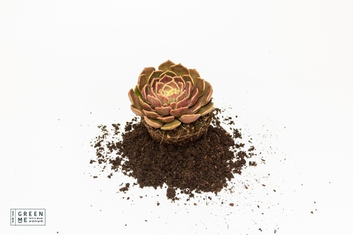 [TR-9.0-1807] Echeveria Brown Rose  - מגש 9.0  (12 יח׳)