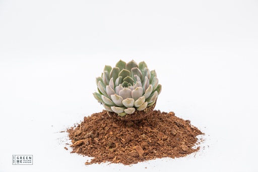 [TR-9.0-1814] Echeveria Pink Edge  - מגש 9.0  (12 יח׳)