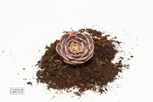 [TR-9.0-1815] Echeveria Pink Frills  - מגש 9.0  (12 יח׳)