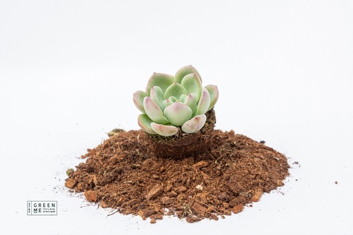 [TR-9.0-1823] Echeveria agavoides Salmon  - מגש 9.0 (12 יח׳)