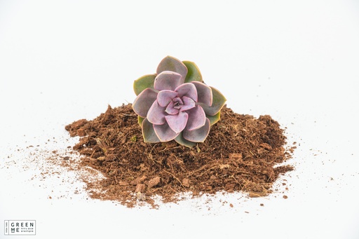 [TR-9.0-1836] Echeveria "Red Sky"  - מגש 9.0  (12 יח׳)