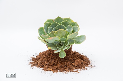 [TR-9.0-1840] Echeveria green imbricata  - מגש 9.0  (12 יח׳)