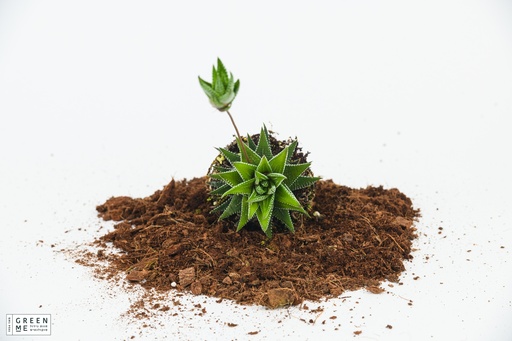 [TR-9.0-2705] Haworthia Super Fasciata  - מגש 9.0 פרימיום (12 יח׳)