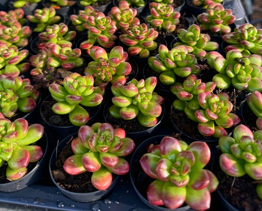 [TR-9.0-3802] Sedum lucidum  - מגש 9.0  (12 יח׳)