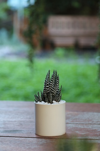 [MTL-0003]  מיני צילינדר לבן 