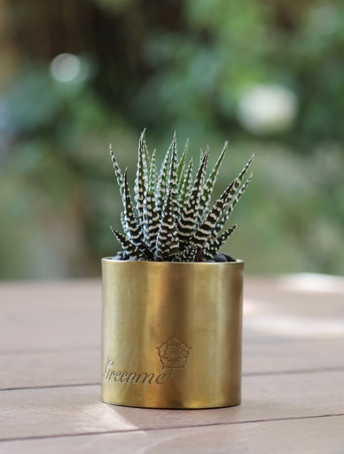 [MTL-0004]  מיני צילינדר פליז 