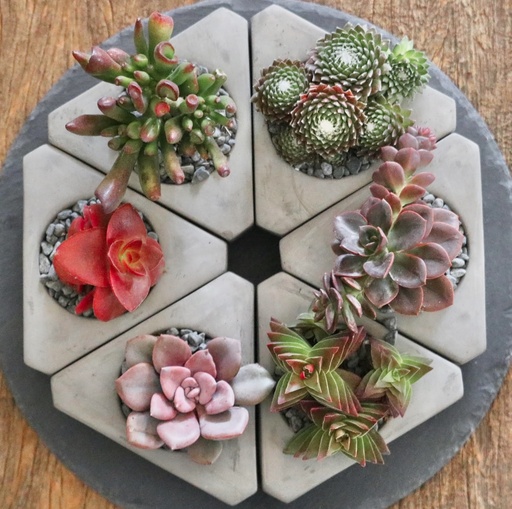 [CEM-0001]  משולשים 