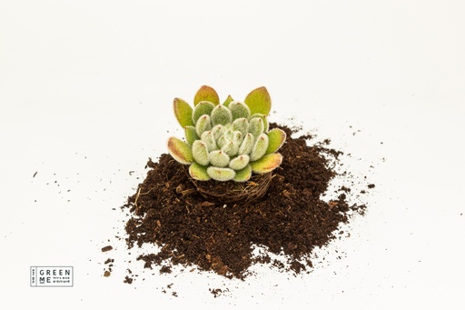 [TR-5.5-1819] Echeveria setosa  - מגש 5.5 (20 יח׳)