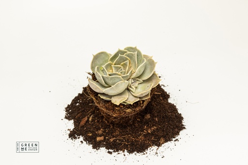 [TR-9.0-1809] Echeveria lilacina  - מגש 9.0  (12 יח׳)