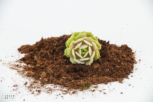 [TR-9.0-1810] Echeveria Lola  - מגש 9.0  (12 יח׳)