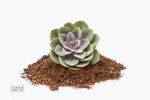 [TR-5.5-1812] Echeveria Pearl of Neurenberg  - מגש 5.5  (30 יח׳)