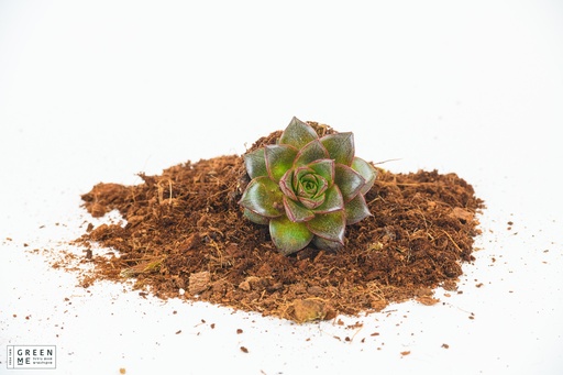 [TR-5.5-1818] Echeveria Purpureum  - מגש 5.5  (20 יח׳)