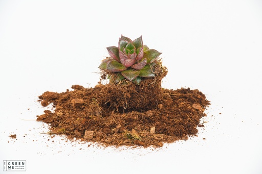 [TR-7.0-1818] Echeveria Purpureum  - מגש 7.0  (20 יח׳)