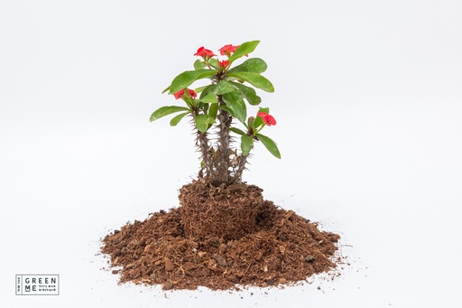 [TR-5.5-2076] Euphorbia milli - מגש 5.5 (20 יח')