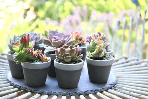 [TER-0003] טרקוטה סילבר 1