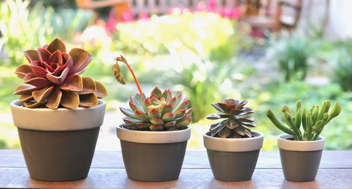 [TER-0005] טרקוטה סילבר 3