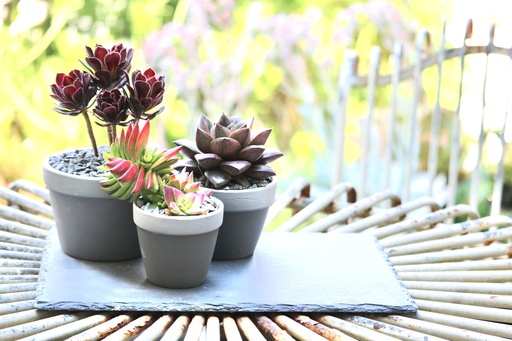 [SLATE-0001] מגש צפחה מלבן 30/20