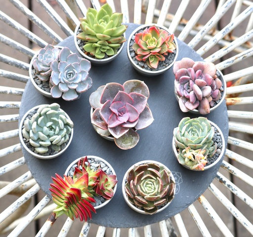 [SLATE-0002] מגש צפחה עגול 30