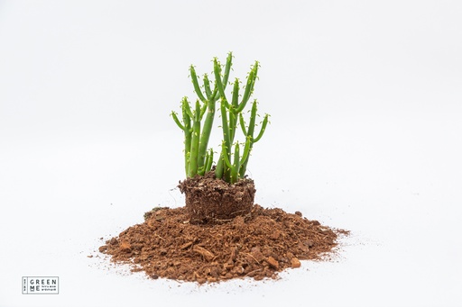 [TR-9.0-2078] Euphorbia Leucodendron - מגש 9.0 פרימיום (12 יח׳)