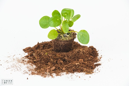 [TR-9.0-4902] Pilea Peperomioides - מגש 9.0 פרימיום (12 יח')