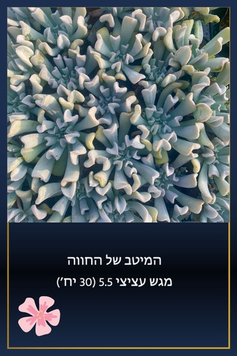 [TY-5.5-0001] מגש 5.5 לבחירה (20 יח')