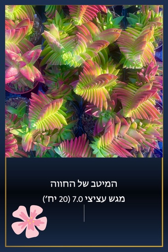 [TY-7.0-0002] מגש 7.0 (20יח׳)