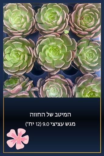 [TY-9.0-0004] מגש 9.0  - לבחירה (12 יח')